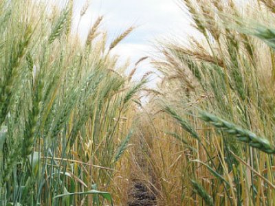 Looking down a row of wheat growing in Australia